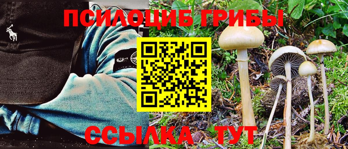 Псилоцибиновые грибы Cubensis Гуково